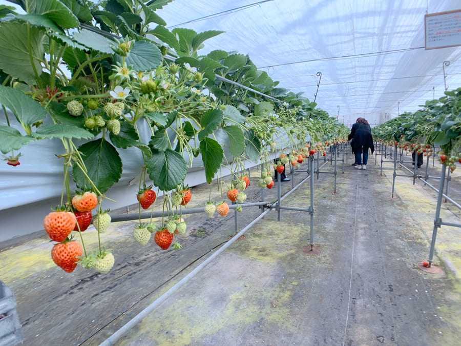 新潟旅遊-白根果園-草莓園