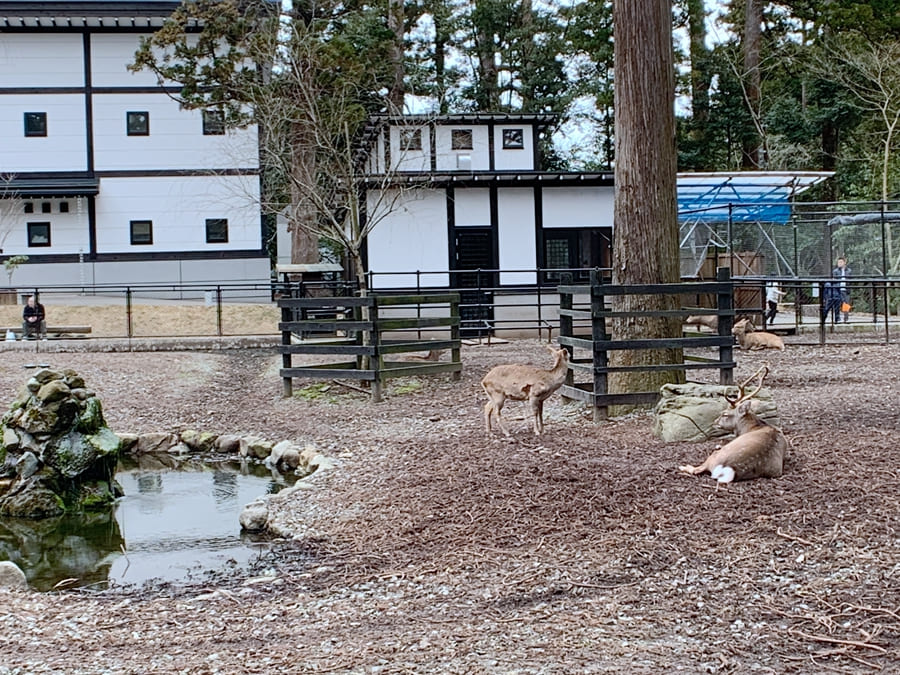 彌彥神社-鹿園-餵食鹿