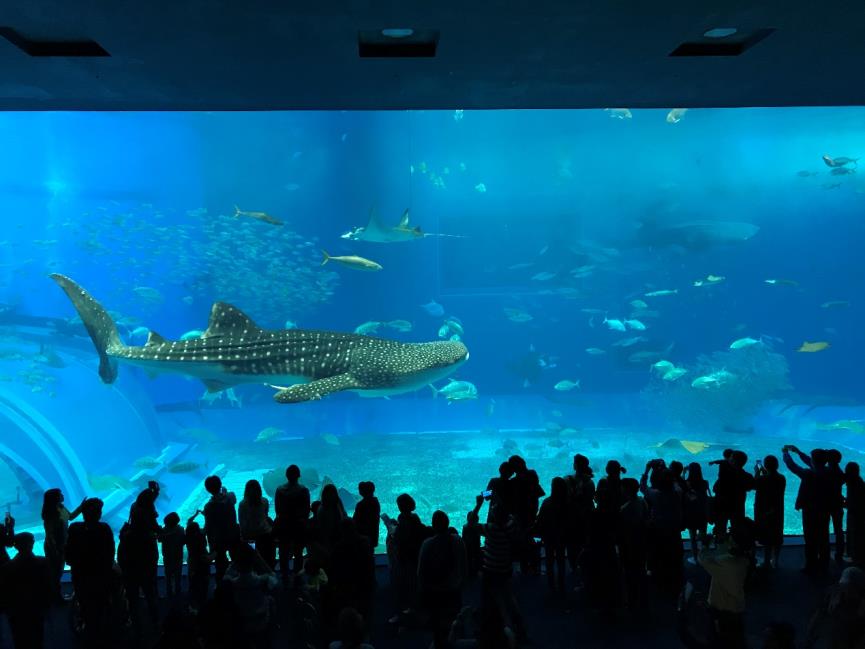 美麗海水族館鯨鯊