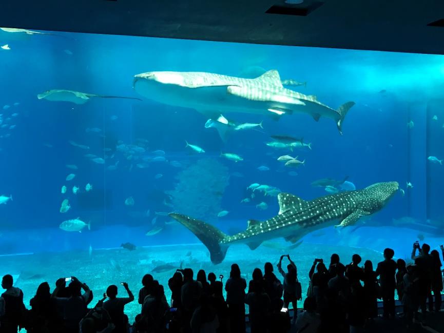 沖繩美麗海水族館鯨鯊