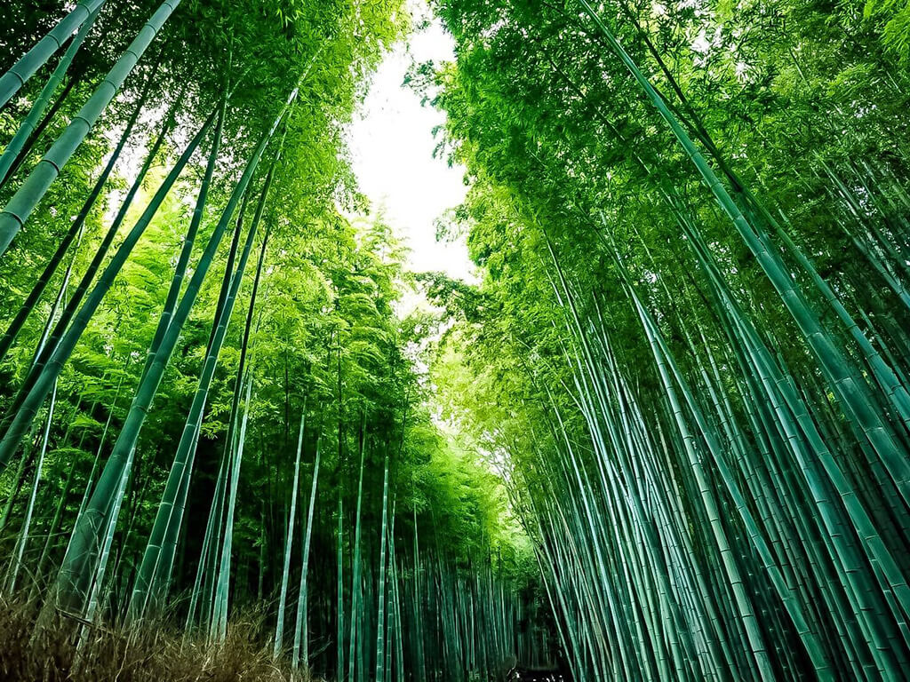嵐山輕旅遊讓你體驗日本文化風景