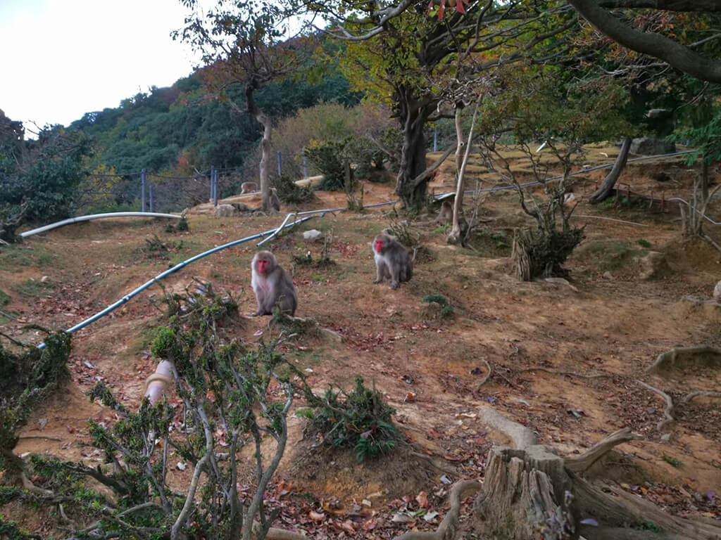 嵐山的猴子公園位岩田山山頂