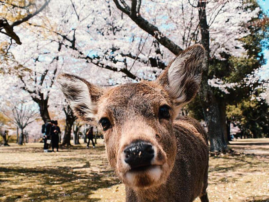 奈良鹿好兇？奈良鹿公園餵食建議！