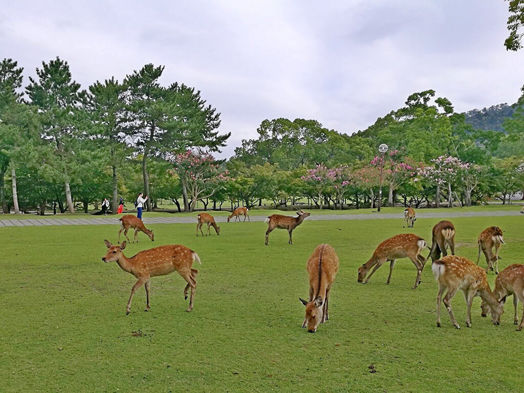 奈良公園絕對是來到奈良必去的景點