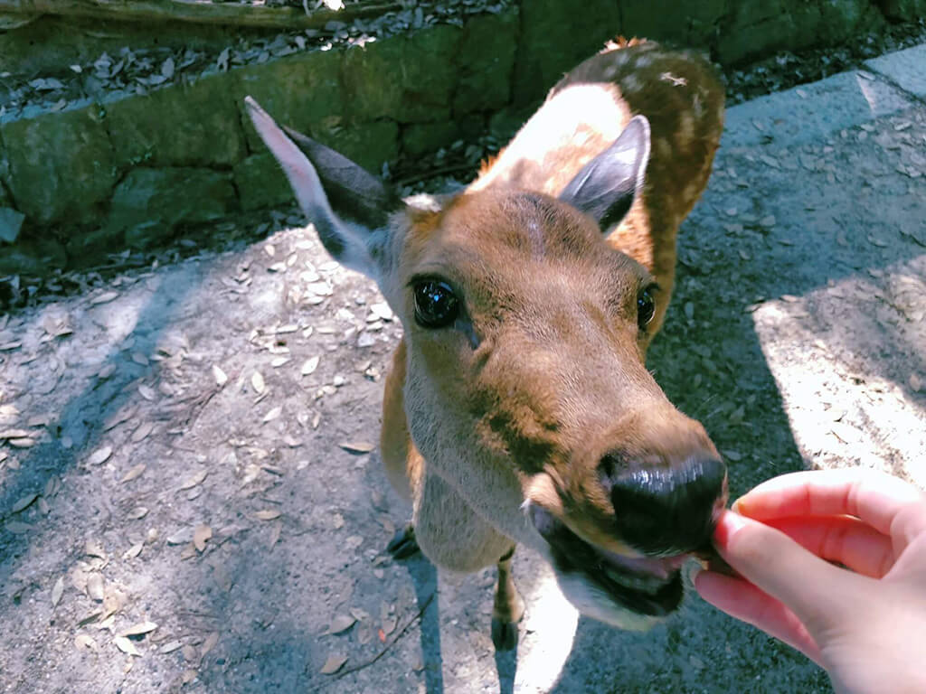 奈良鹿公園餵食注意：不要用食物挑釁奈良鹿群