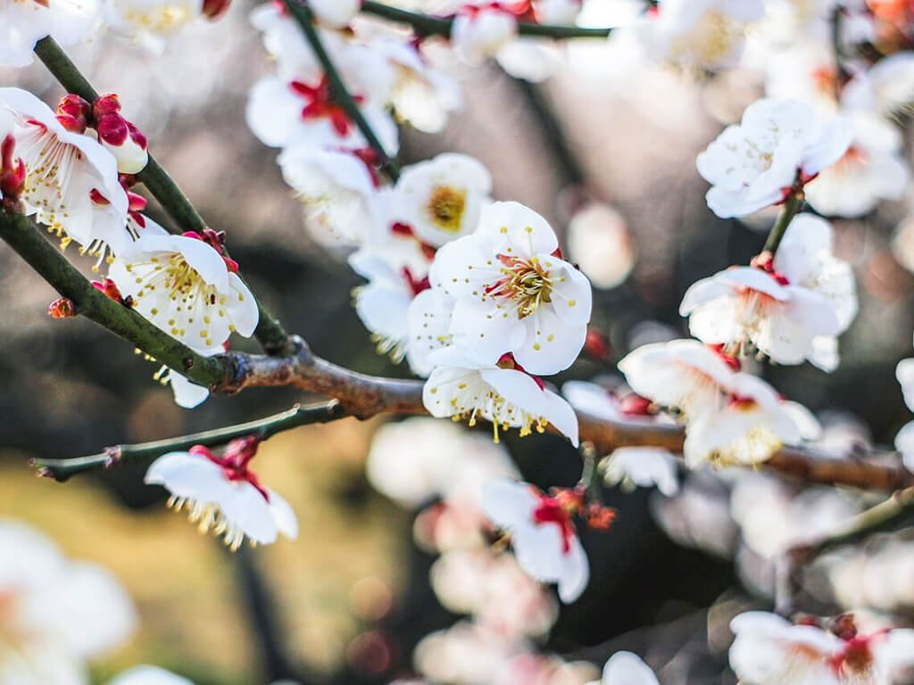 大阪城的冬天：賞梅花