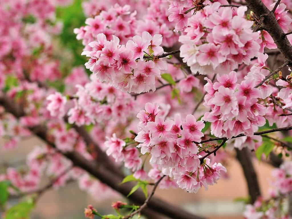 大阪城的春天：賞櫻