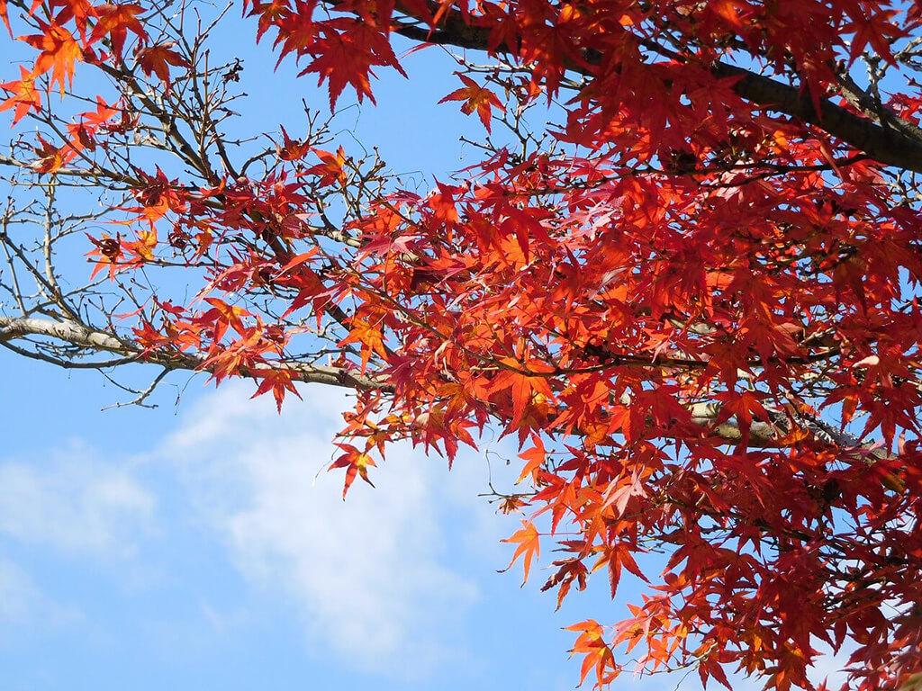 大阪城的秋天：賞楓葉、賞銀杏