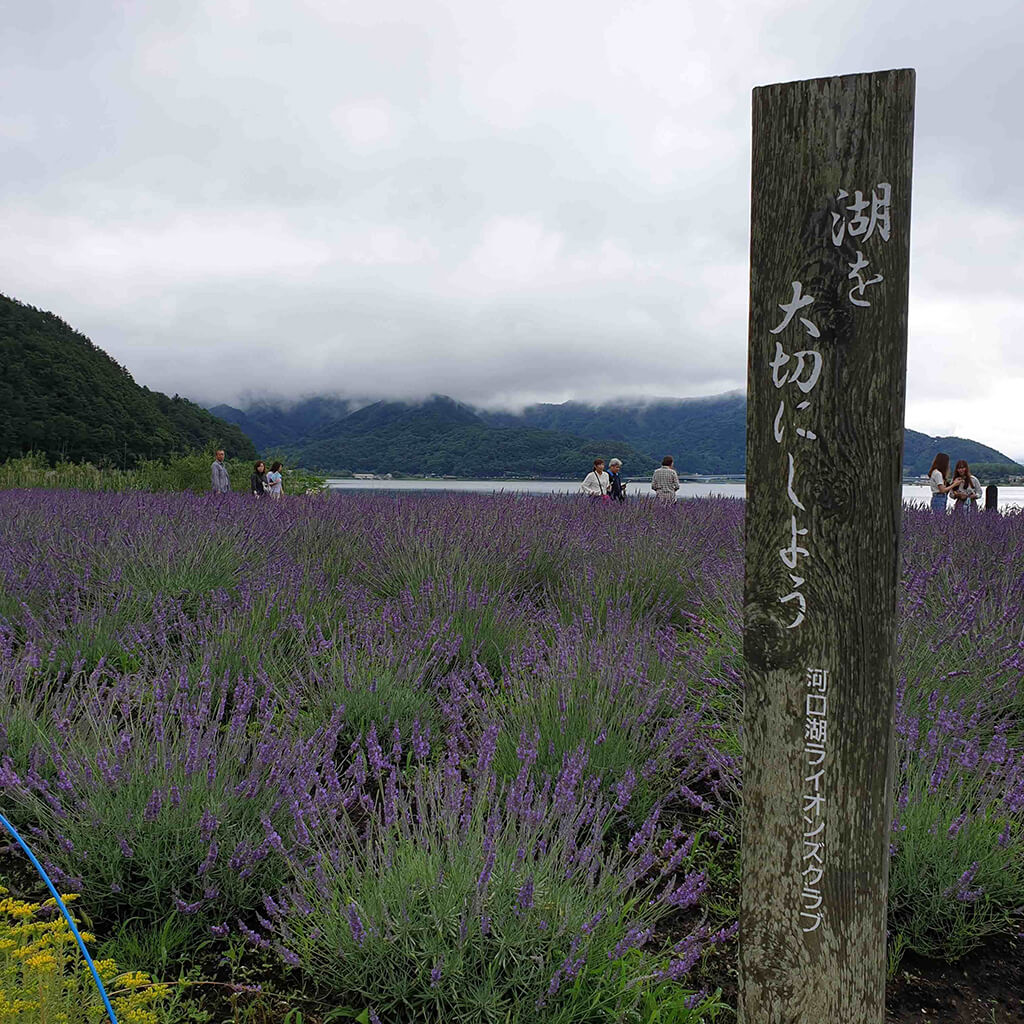 富士五湖中面積第2大的河口湖，湖岸線最長