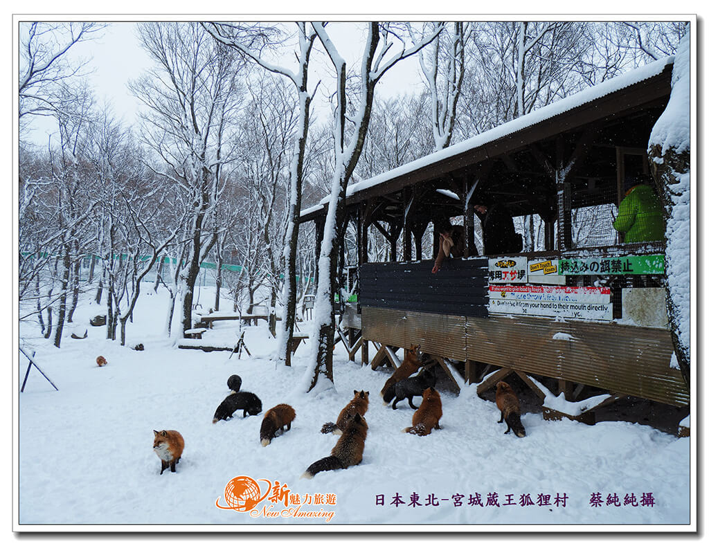 想餵食狐狸，可以到櫃檯購買飼料