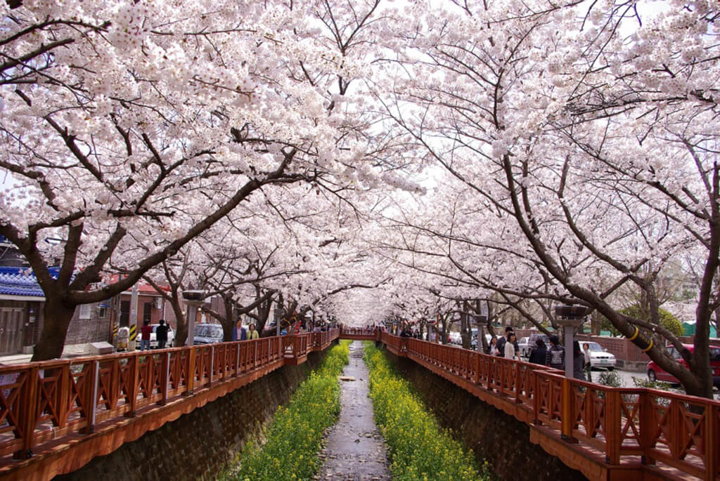 余佐川櫻花道 (賞釜山夜櫻)