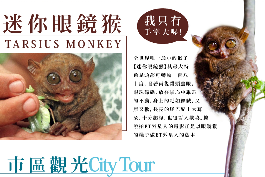 迷你眼鏡猴TARSIUS MONKEY-新魅力旅遊