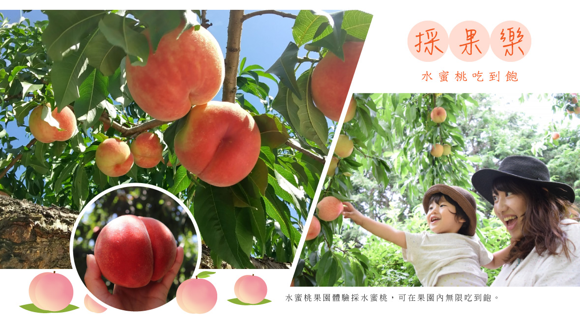 採果樂
