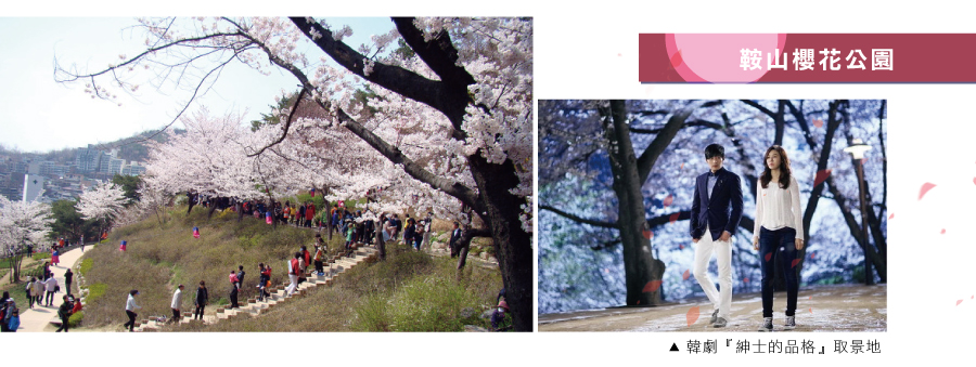 鞍山櫻花道