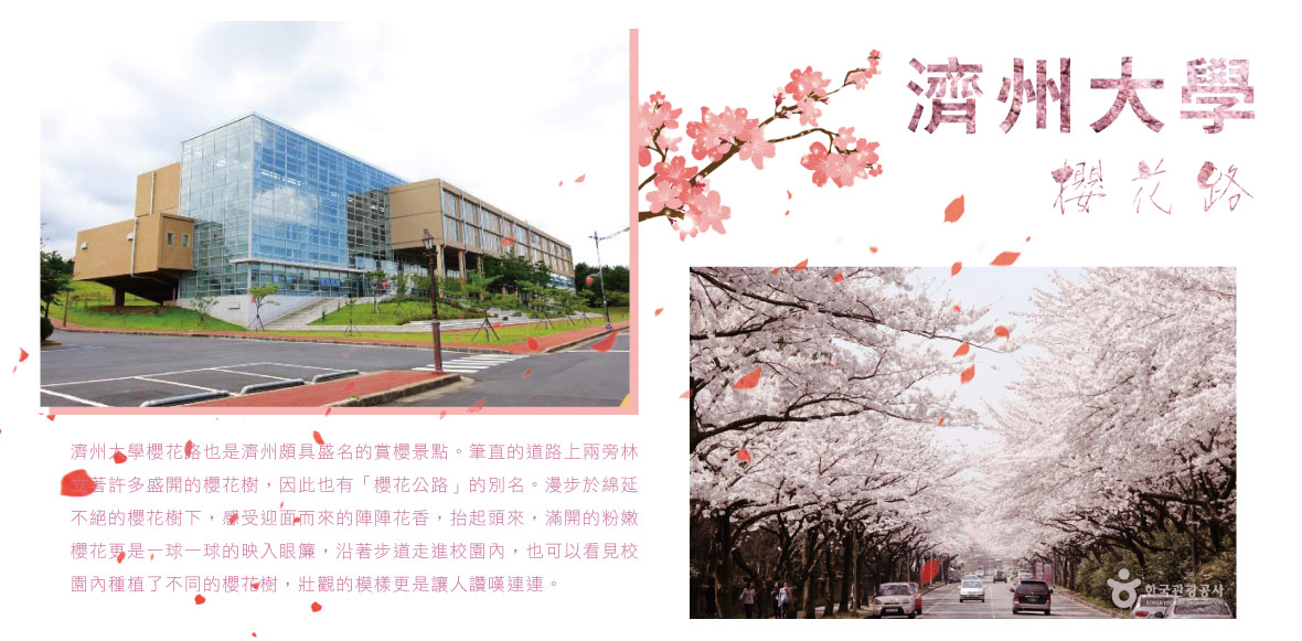 濟州大學櫻花路