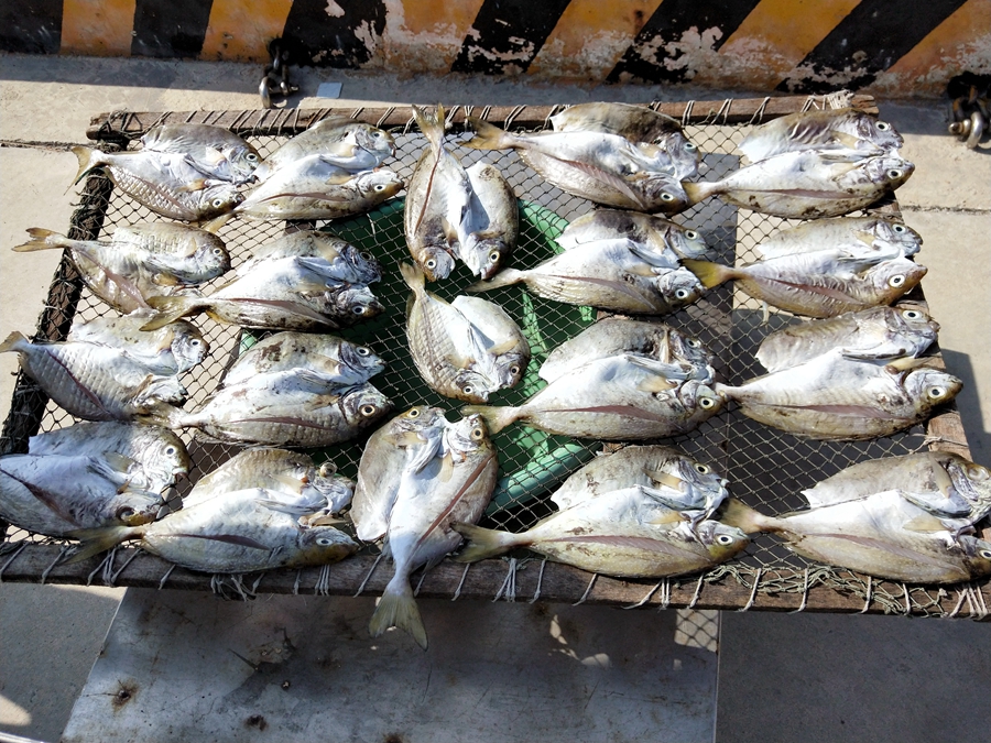 鳥嶼東海曬魚乾