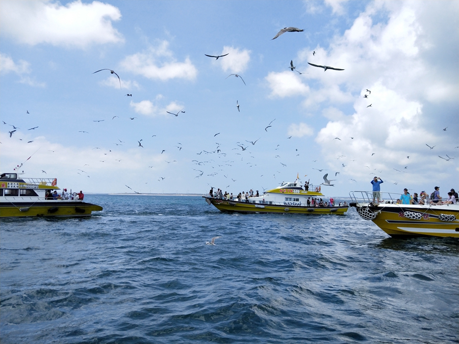 澎湖旅遊東海-餵海鳥