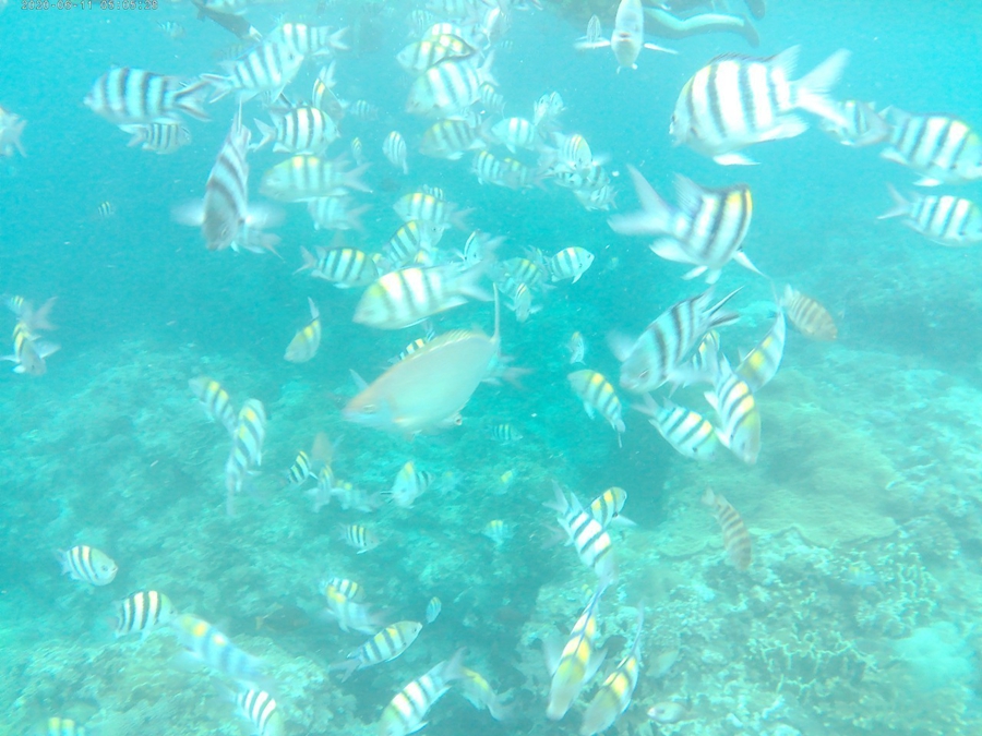 綠島浮潛趴在海面上