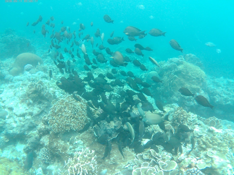 綠島浮潛-盡情觀賞海底生態