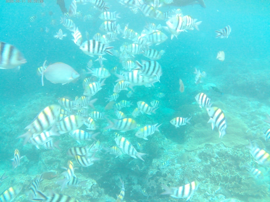 綠島浮潛-餵食小丑魚與鸚哥魚