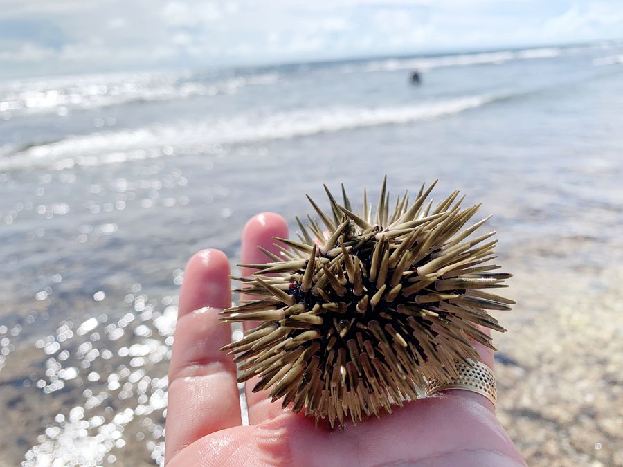 粉紅色海膽