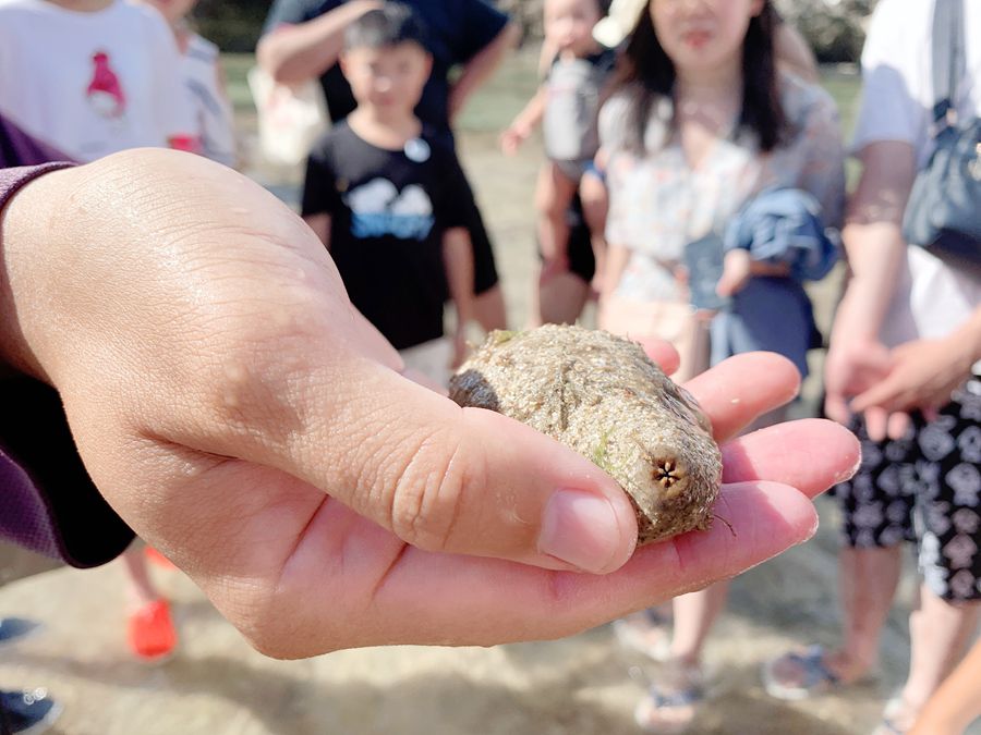 海參的屁股