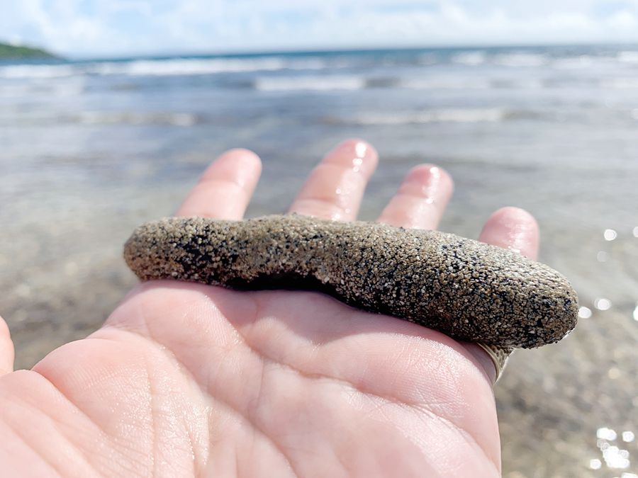 海參像大便