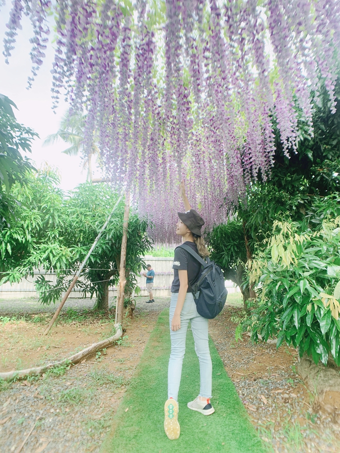 小琉球鹿粼梅花鹿園區-紫藤花步道